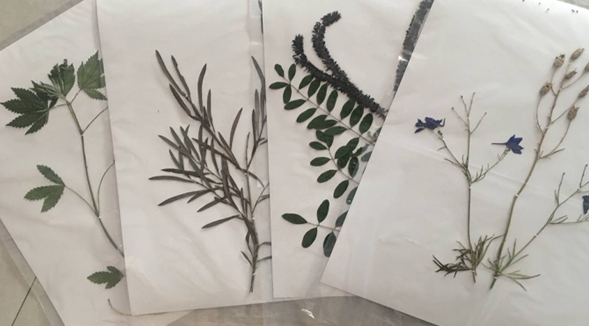 植物标本