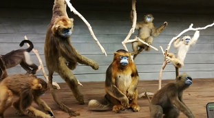 猴类拟态标本