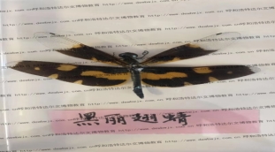 蜻蜓标本制作（达尔文博物教学机构提供）