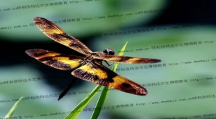 蜻蜓标本制作（达尔文博物教学机构提供）