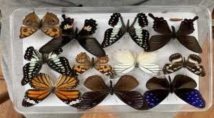 蝴蝶标本制作（达尔文博物教学机构提供）