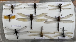 蜻蜓标本制作